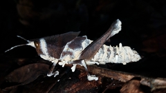 Beauveria locustiphila