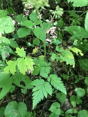 Hydrophyllum macrophyllum