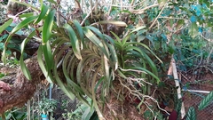 Vanda tricolor