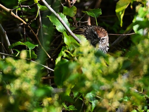 New Zealand Fernbird (Poodytes punctatus), photo 7