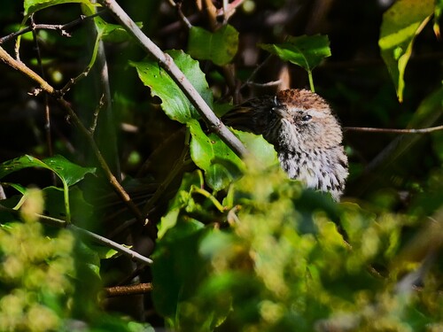 New Zealand Fernbird (Poodytes punctatus), photo 8