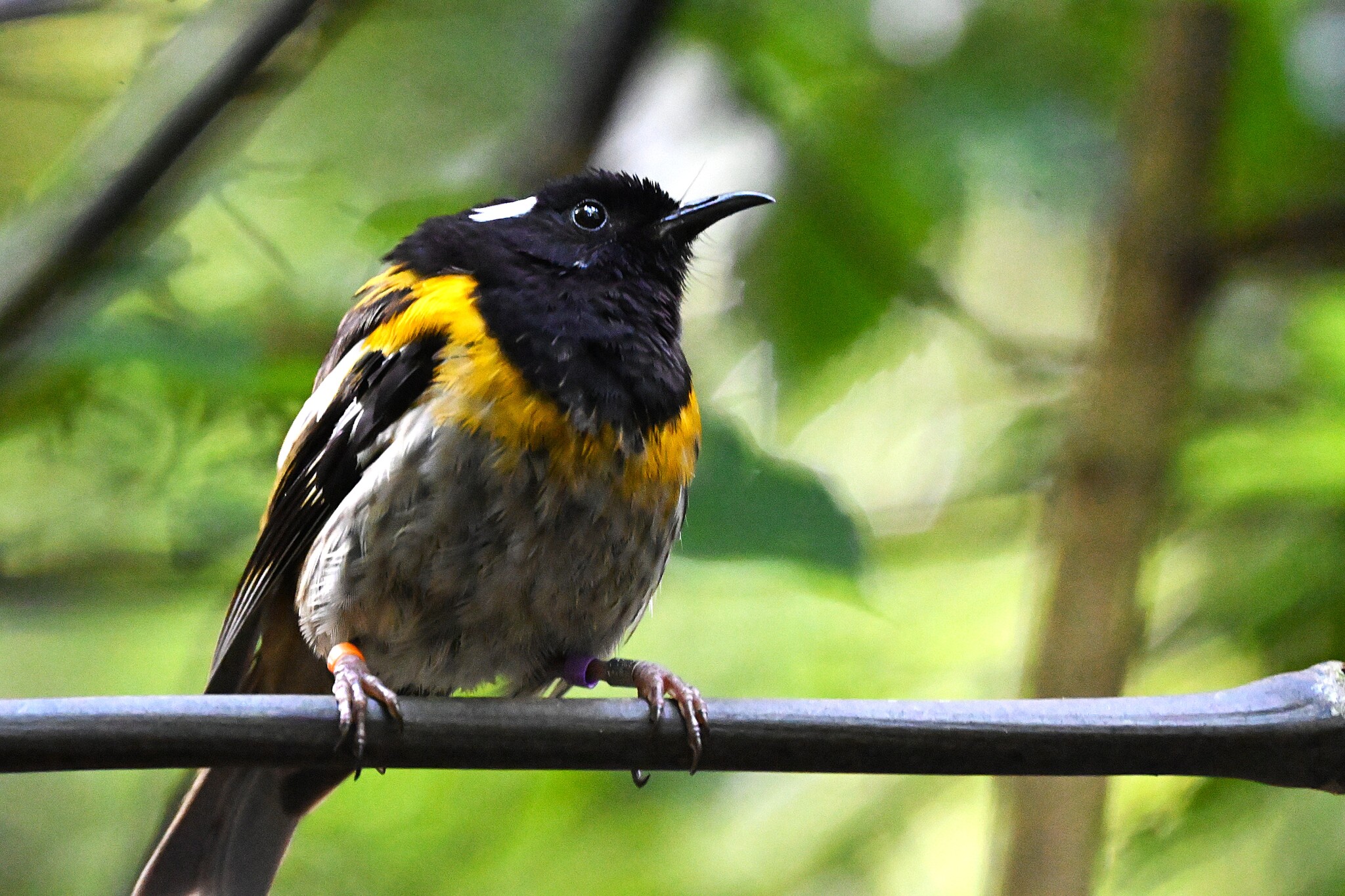 Stitchbird (Notiomystis cincta), photo 5