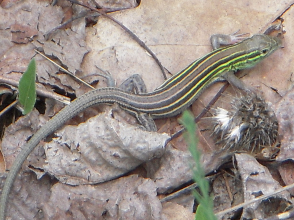 Prairie Racer Runner Lizard Prairie Racerunner in June 2010 by Ryne Rutherford · iNaturalist