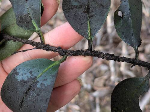 Lama (Diospyros sandwicensis)