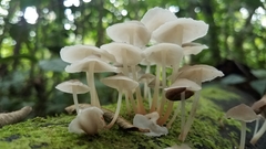 Filoboletus