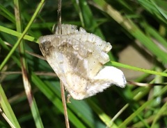 Tostallo albescens