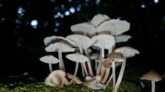 Filoboletus