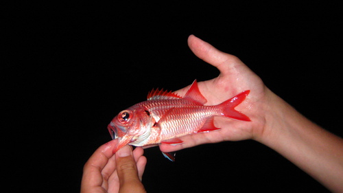 Bigscale soldier (Myripristis berndti) — Holocentridae — 3