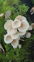 Filoboletus