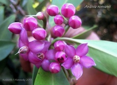 Ardisia romanii