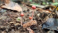 Paraisaria amazonica