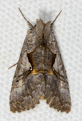 Syngrapha epigaea