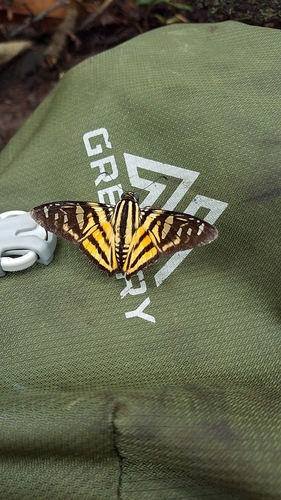 Croniades pieria