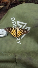 Croniades pieria