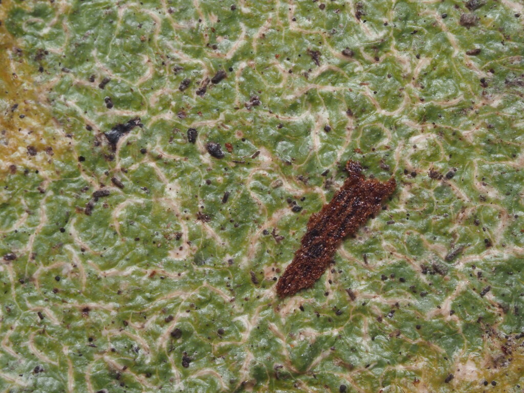 Fissurina papillosa