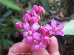 Ardisia romanii