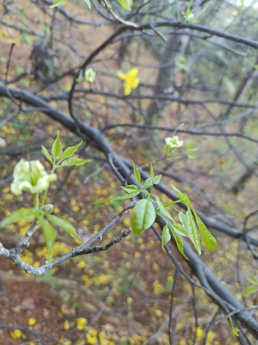 Handroanthus billbergii