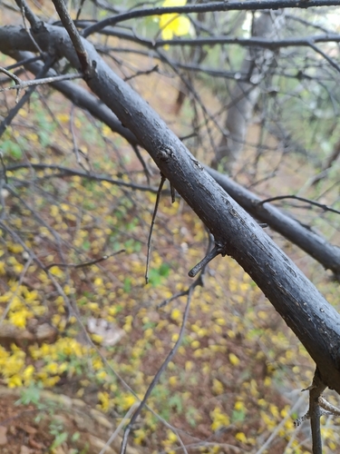 Handroanthus billbergii, photograph 2