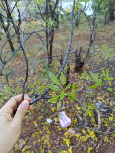 Handroanthus billbergii, photograph 3