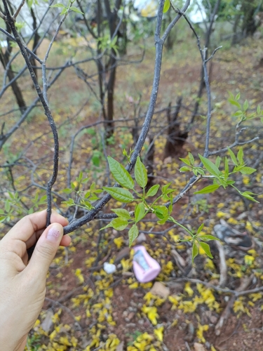 Handroanthus billbergii, photograph 4