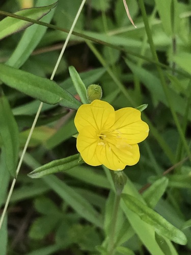 Oenothera perennis iNat (1)