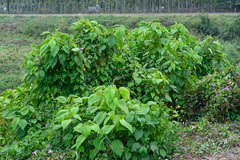 Acalypha angatensis