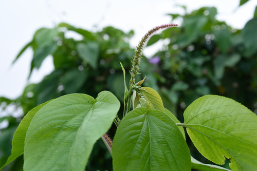 Acalypha angatensis (Acalypha angatensis)