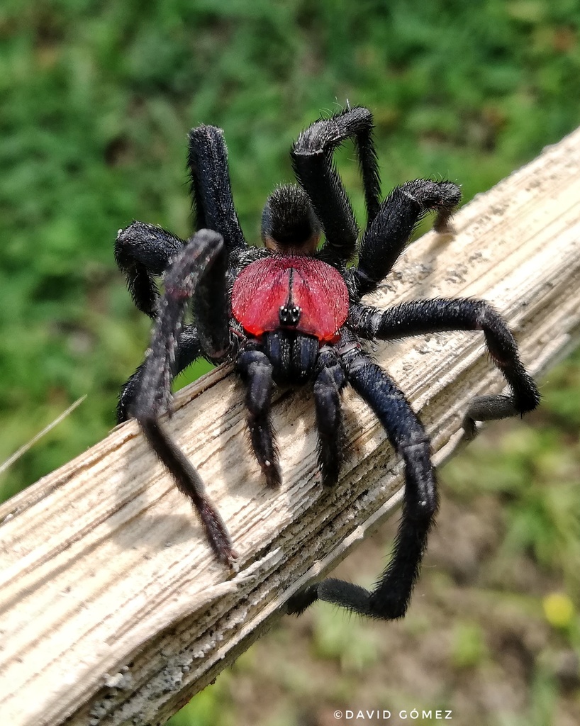 Idiophthalma