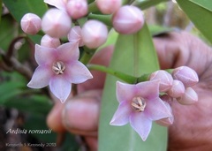 Ardisia romanii