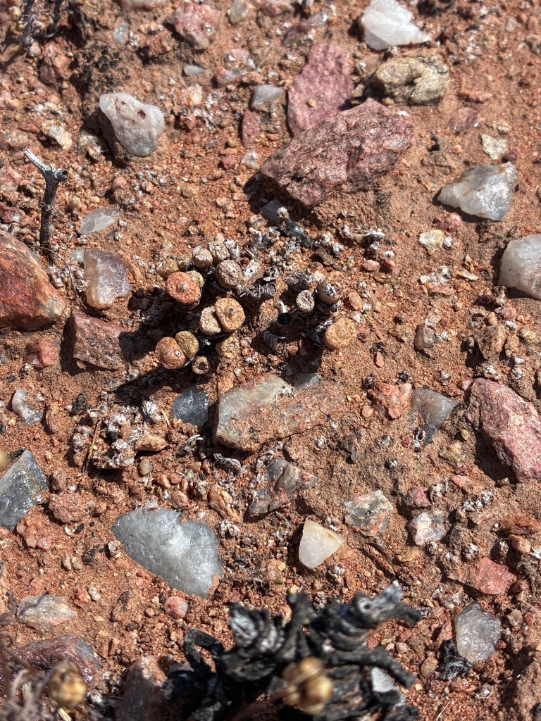 Conophytum obscurum, Namakwa, ZA-NC, ZA