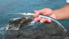 Platybelone argalus