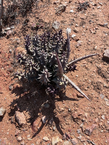 Teat Aroena (Quaqua mammillaris)