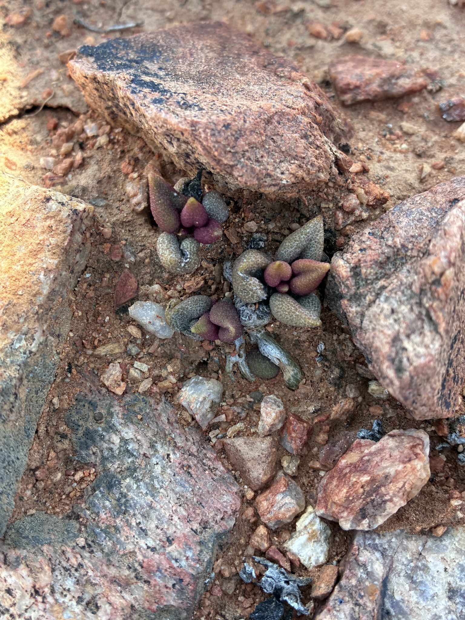Adromischus marianiae