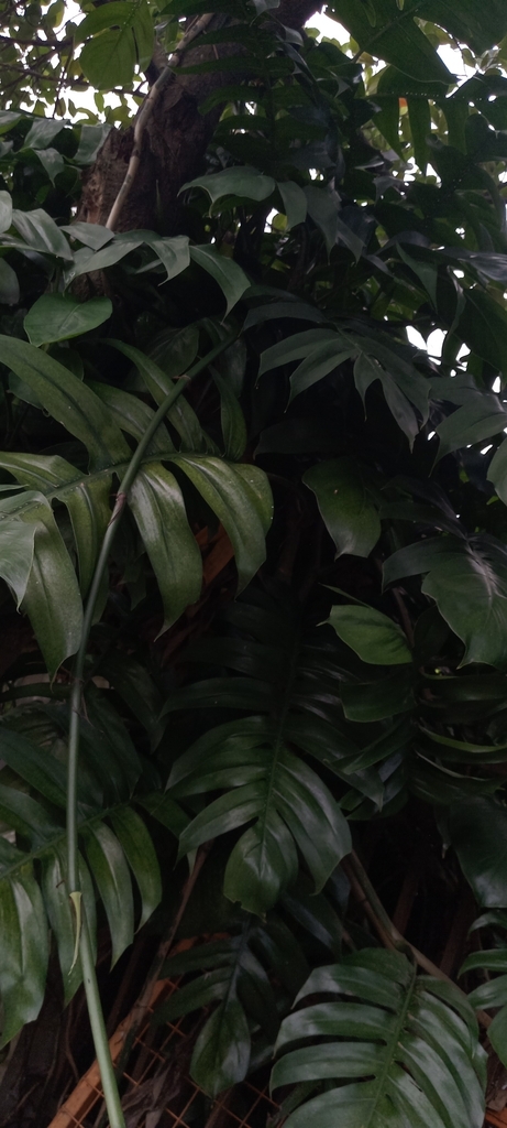 Ekor Naga (Epipremnum pinnatum)