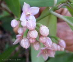 Ardisia romanii
