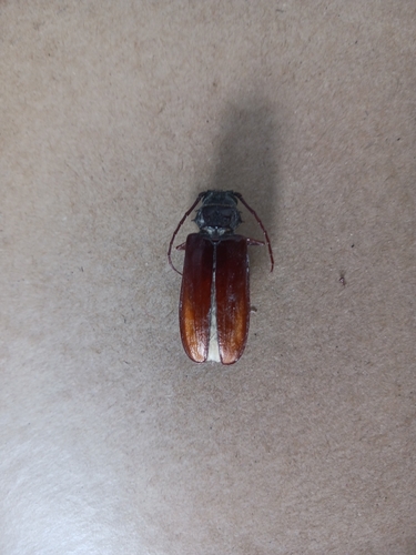 Cacodacnus planicollis