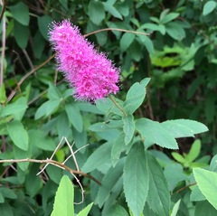 Spiraea salicifolia