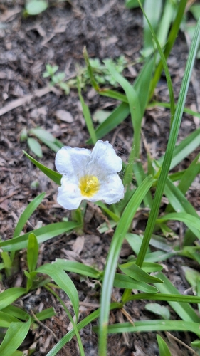 White cup flower (Nierembergia rivularis)
