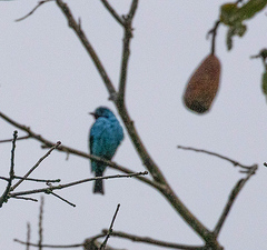 Cotinga cayana