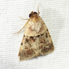 Properigea continens