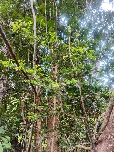 Diospyros minimifolia observed 2026-02-06