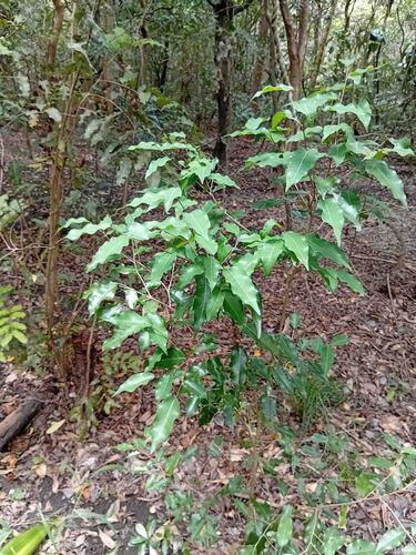 Cleistanthus stipitatus observed 2026-02-06