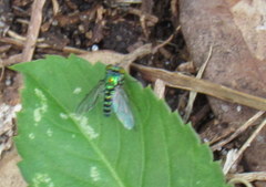 Condylostylus pruinosus