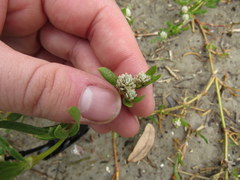 Blutaparon vermiculare