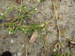 Blutaparon vermiculare