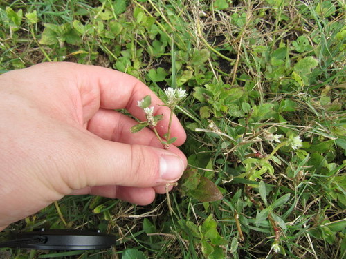 Gomphrena serrata image