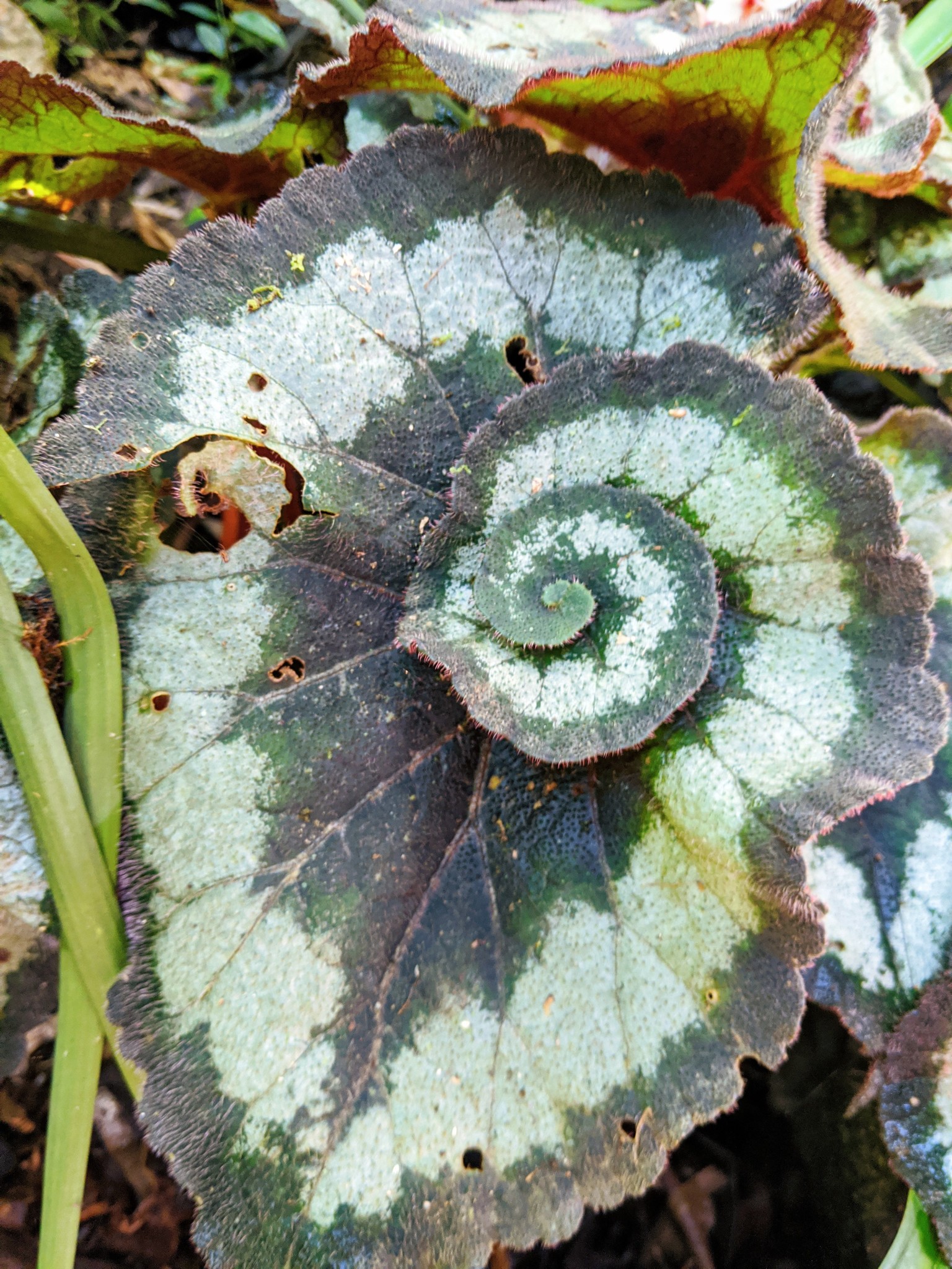 híbrido Begonia rex-cultorum · BioDiversity4All