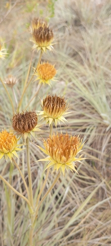 Schlechtendalia luzulifolia, photograph 2