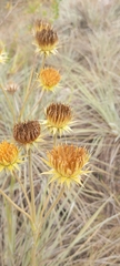 Schlechtendalia luzulifolia, photograph (c) Andres Cavallo, some rights reserved (CC BY)