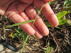 Melinis repens image